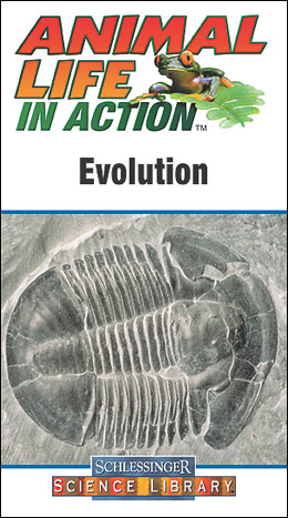 animallifeinactionevolution.jpg