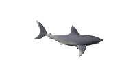 animated3dshark.gif