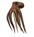 animatedoctopus.gif