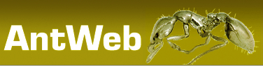 antweb.jpeg