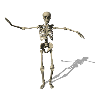 bendingskeleton.gif