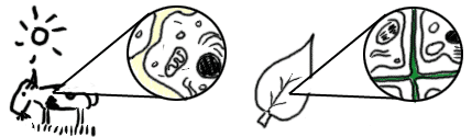 biology4kidsanimalplantcells.gif