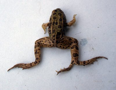 deformedfrog.jpg