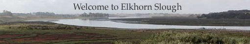 elkhornslough.jpg