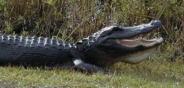 evergladesalligator.jpg