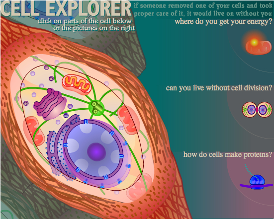 exploratoriumcellsexplorer.jpg