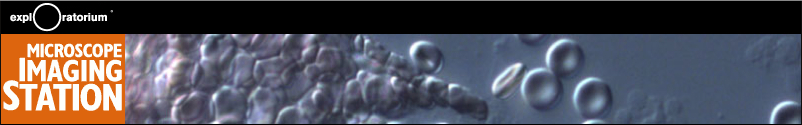 exploratoriummicroscopeimaging.jpg