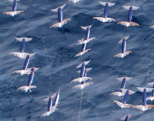 flyingsquid.jpg