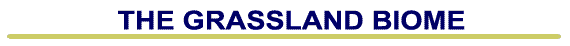 grasslandbiomebanner.gif