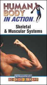 hbiaskeletalmuscular.jpg