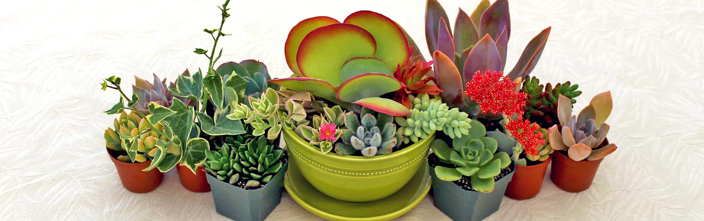 indoorsucculents.jpg