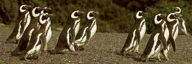 ipcwgpenguins.jpg