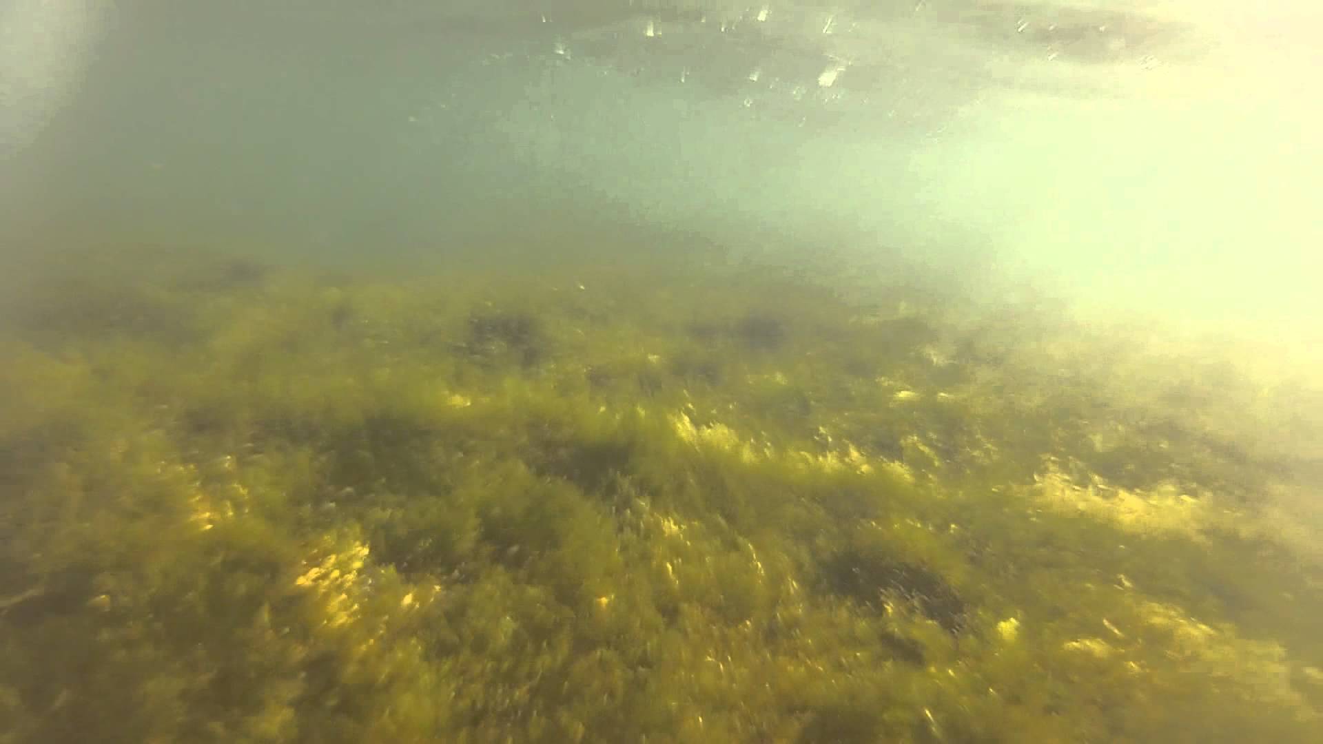 lakeerieseaweed.jpg