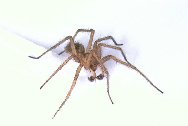 malehobospider.jpg