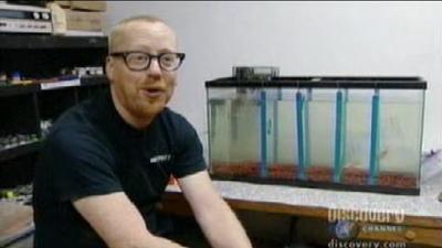mythbustersgoldfishmemorystill.jpg