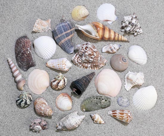 naturewatchshellmix.jpg