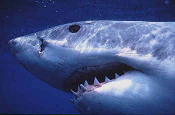 nsrcwhiteshark.jpg