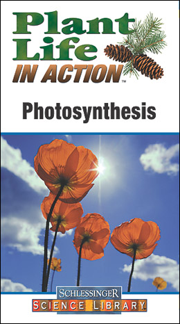 pliaphotosynthesis.jpg
