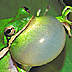 recordingsgreentreefrog.jpg