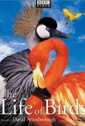 thelifeofbirds.jpeg