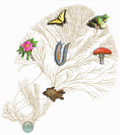 treeoflife.jpg