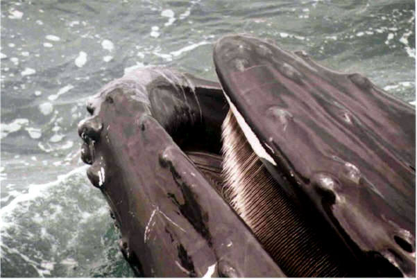whalefeeding.jpg