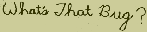whatsthatbug.gif