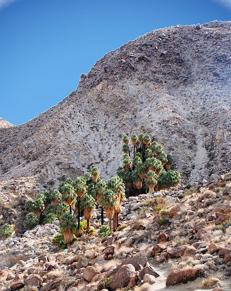 wiki49palmsoasis.jpg