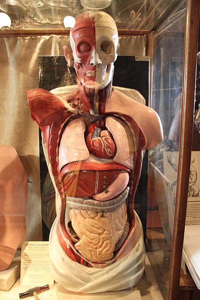 wikiHumanAnatomymodel.jpg