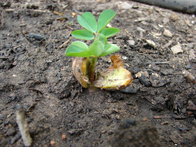 wikiPeanutSprout.jpg