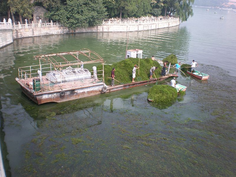 wikialgaecleanupboat.jpg