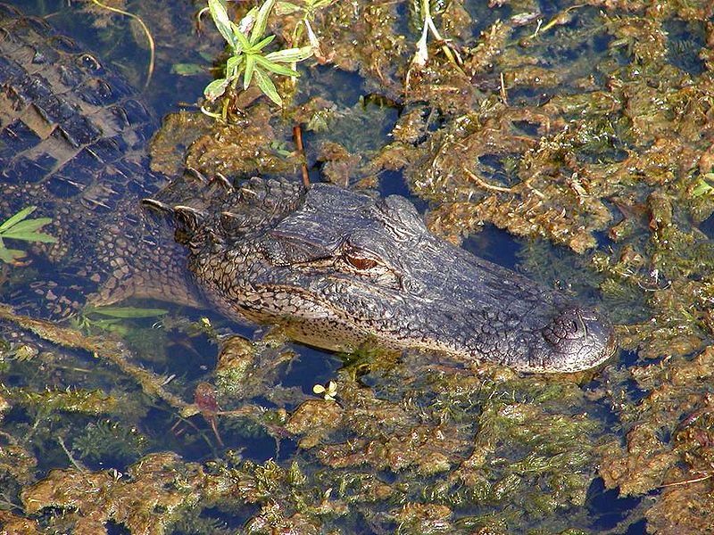 wikialligatorinswamp.jpg