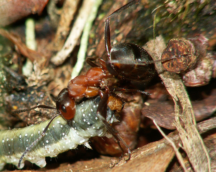 wikiantwithcaterpillar.jpg