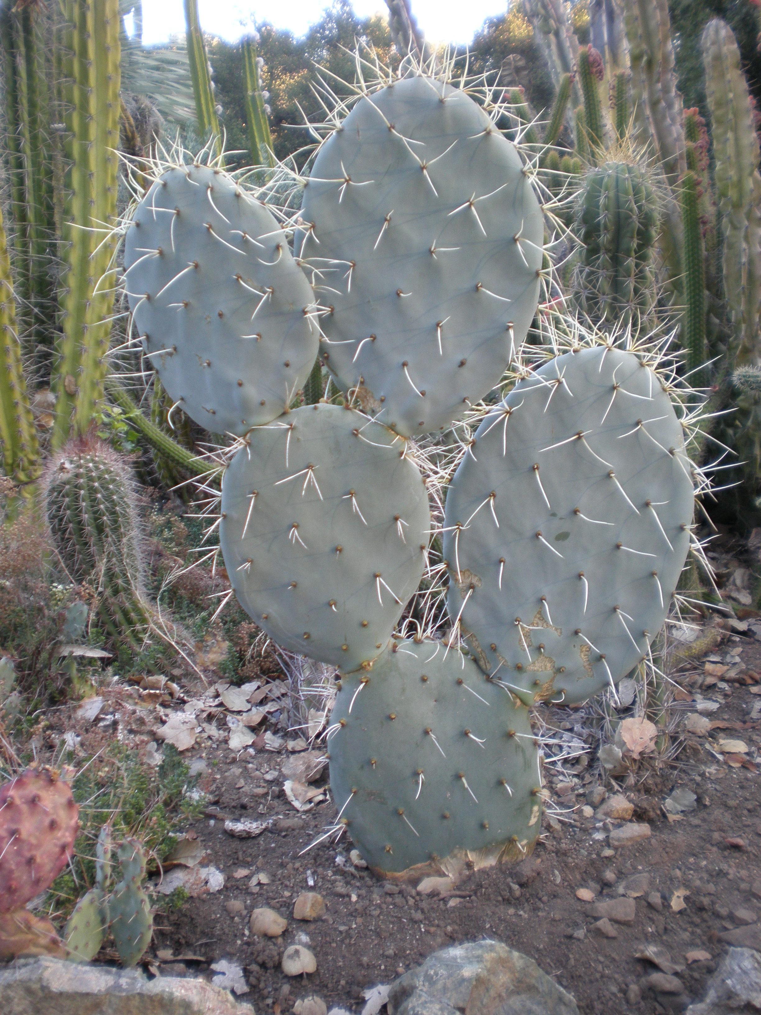 wikiarizonacactusgarden.jpg