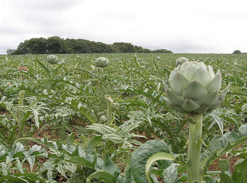 wikiartichokefield.jpg