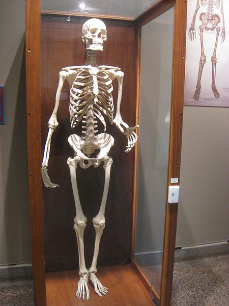 wikiarticulatedhumanskeleton.JPG