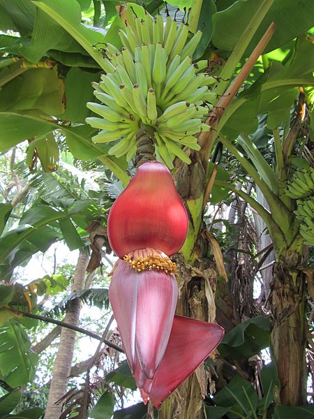 wikibananaflower.jpg