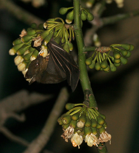 wikibateatingflower.jpg