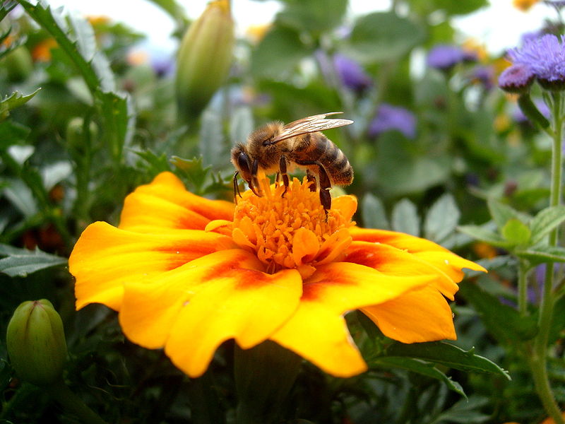wikibeegatheringpollen.jpg