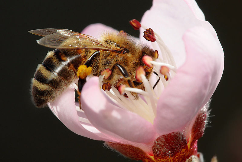 wikibeepollinatingpeachflower.jpg