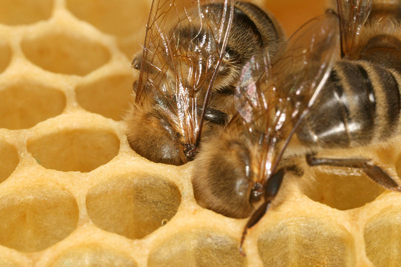 wikibeesinhoneycomb.jpg