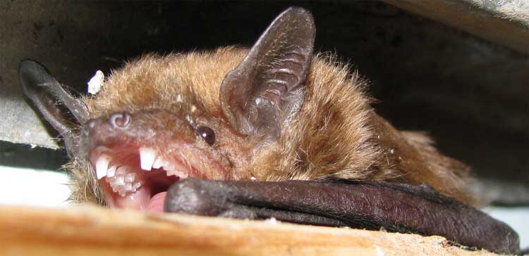wikibigbrownbat.jpg