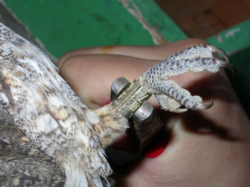 wikibirdbanding.jpg