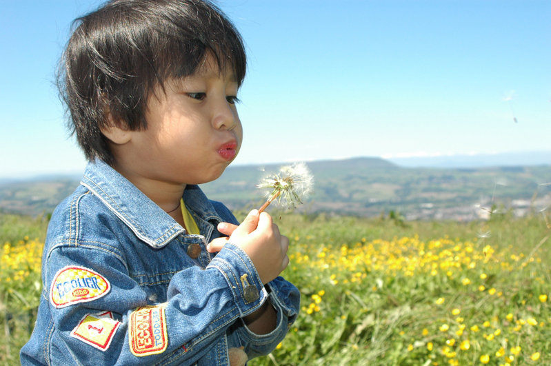 wikiblowingdandelion.jpg