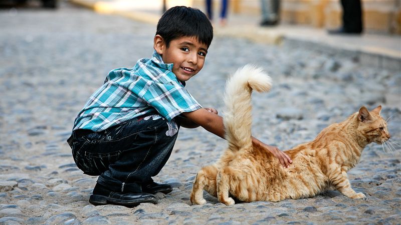 wikiboypettingcat.jpg