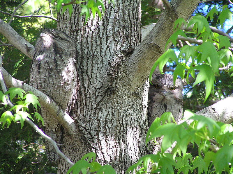 wikicamouflagedowls.jpg
