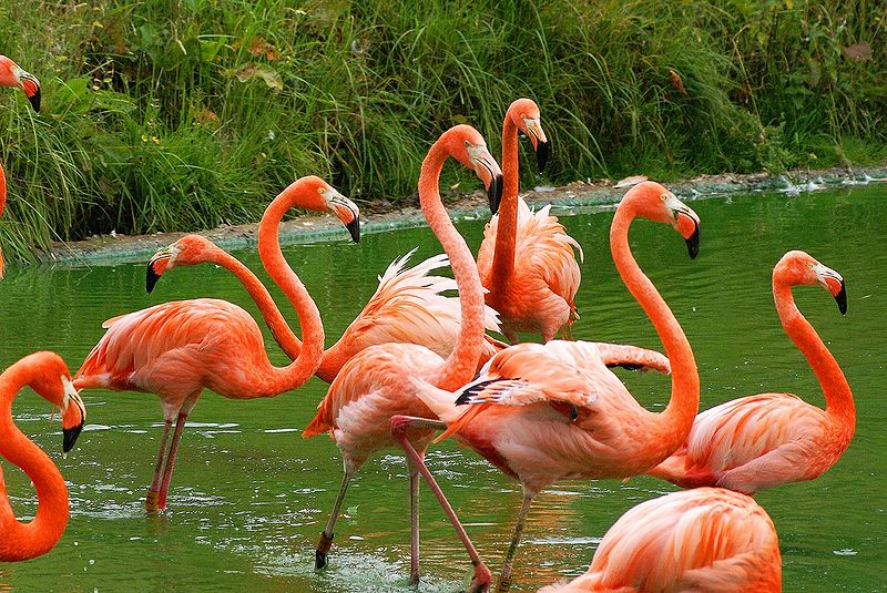 wikicaribbeanflamingos.jpg