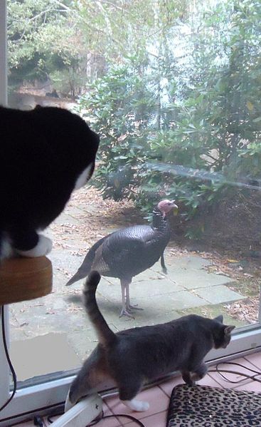 wikicatsandturkey.jpg