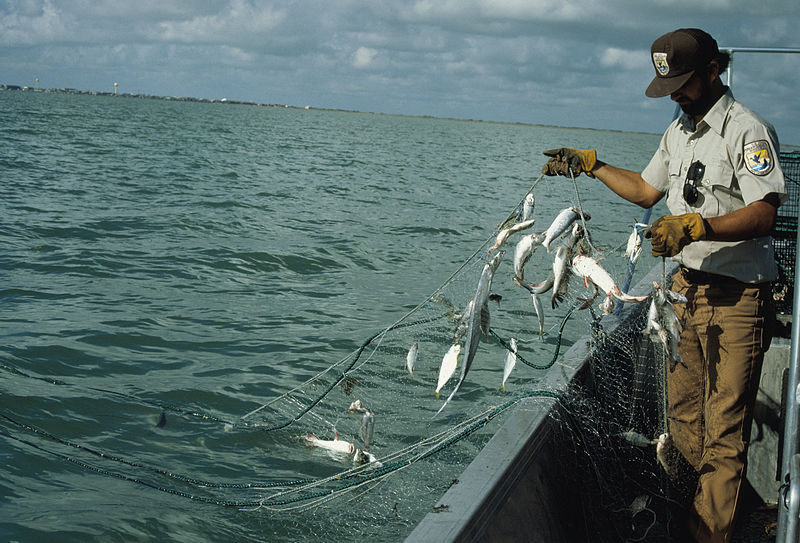 wikicheckinggillnet.jpg