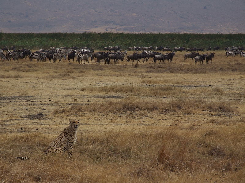 wikicheetahngorongoro.jpg